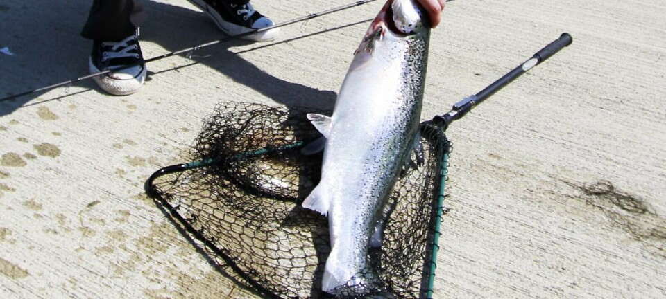 Har fanga 15 oppdrettslaks – usikre på kor dei kjem frå